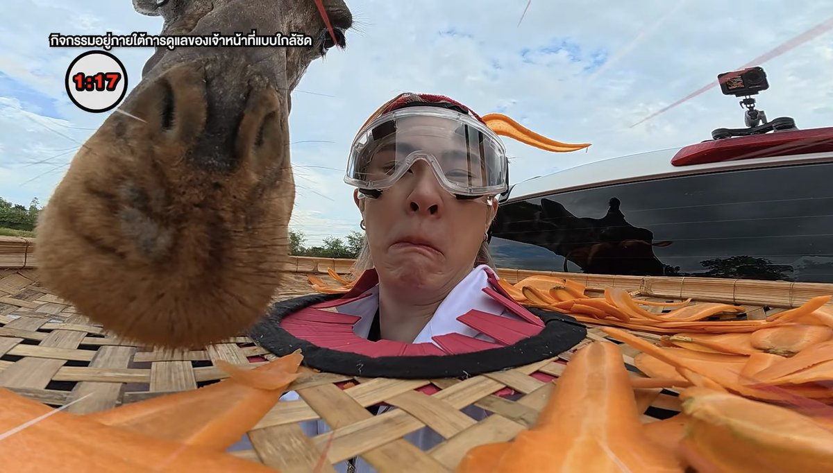 DreamDex30's tweet photo. หน้าน้องแจ๊คกี้ฟินสุดคือตอนสำรับอาหารบนหัว ถูก 🦒 พี่ยีราฟ หม่ำหมดแล้ว จบแล้วสักที ส่วนระหว่างนั้น ไม่ไหวแล้วว แทบเดรสสส 😂 ถึงขั้นมุดลงหนีเลยย มันใกล้มาก เอ็นดูสุดๆ อยู่บนรถ Isuzu ข้างหลังกะบะพื้นที่กว้างนั่งสบาย💯✨
#MAXVOTEROADTRIPSS2EP2
#JackieJackrin @jackiejackrin https://t.co/Ws5SX9eH2v