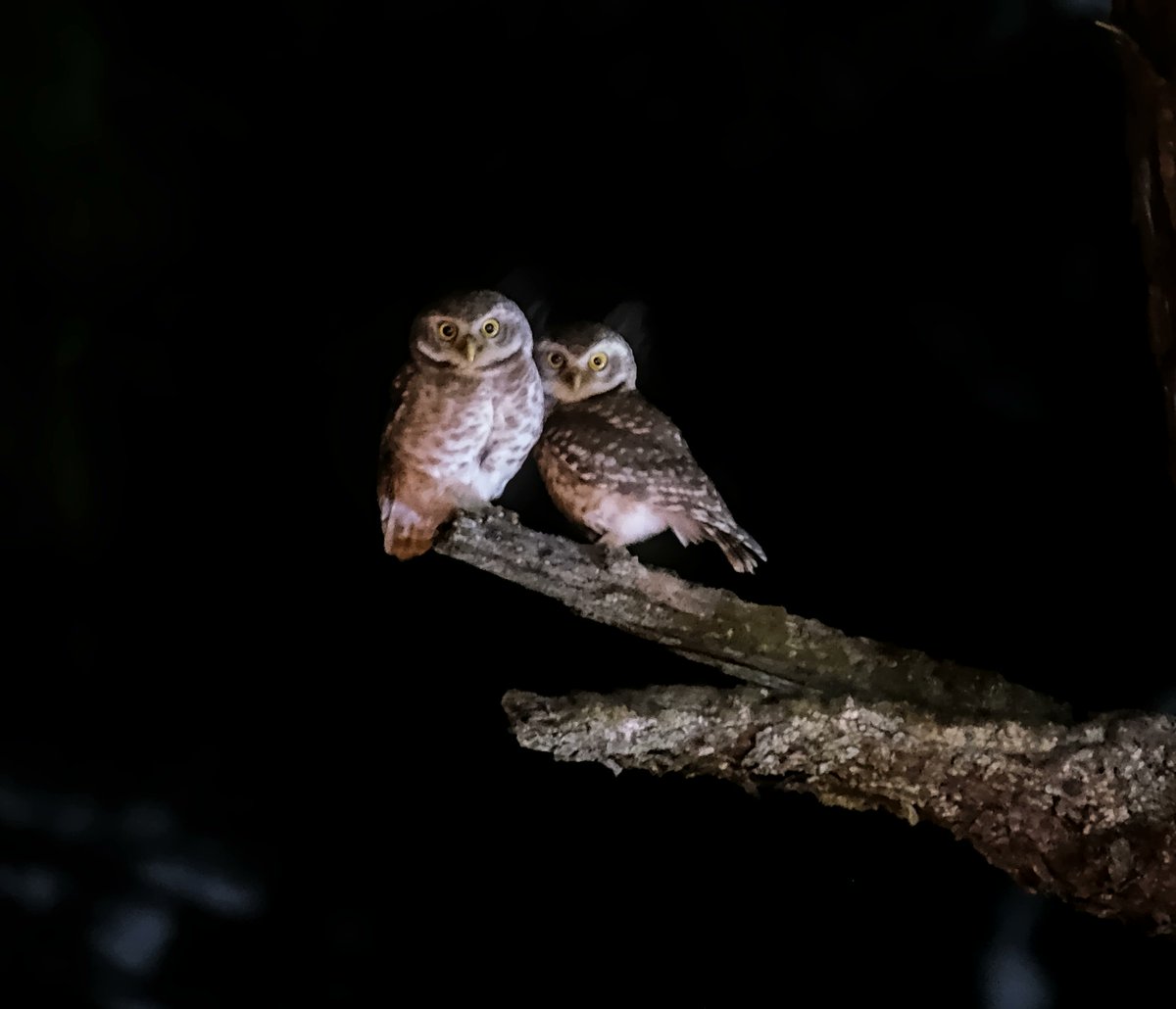 navsri6619's tweet photo. Birds of Indian Embassy (@IndiainNepal): Spotted Owlet (Nepali name: कोचलगाँडे लाटोकोसेरो) is one the three owl species that make Indian Embassy their home. They are several of them in the compound and are most active from dusk to early night. As per e-bird its sound is loud “chirurr-chirurr-chirurr” laugh, as also a high-pitched squeals and whistles. Here some photos of Spotted Owlet. There were two other species that I could hear very often the Brown Boobook (Nepali name: कालपेचक) and Collared Scops-Owl (Nepali name: लाट्या कुस्याल) but was unable to photograph. @pbs_savethebird @MOFENepal @birdingindia @birdsinindia @Team_eBird @nepaltourismb @IndiaInNepal
