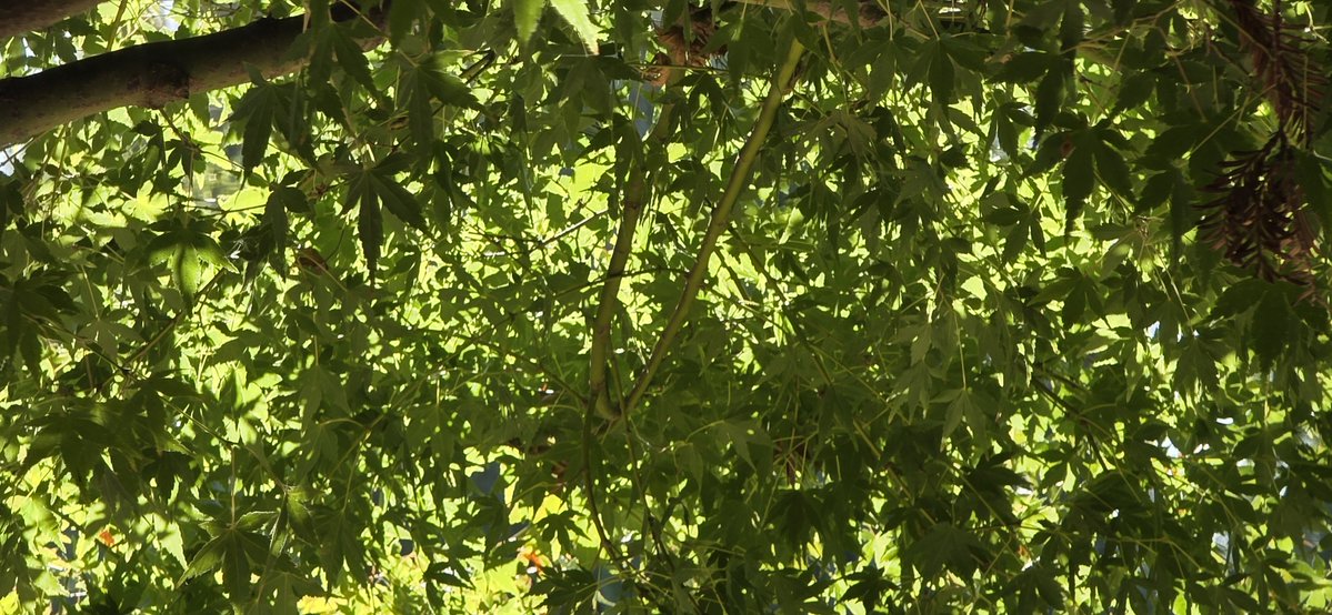 NeuroSjogrens's tweet photo. Fall! The planet has become hospitable again! Finally able to enjoy cooler weather. No need for ice vest. Dappled sunshine thru a maple. Cool breezes. Delightful.
#Dysautonomia #NeuroSjogrens #HeatIntolerance https://t.co/urJKQPBoNu