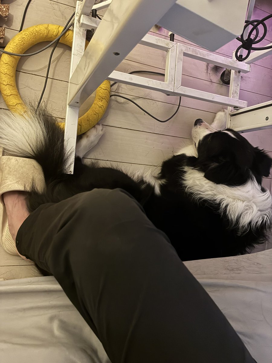 super_shrimp_'s tweet photo. ああ、犬よ...😭❤️ https://t.co/4t5LjaylvQ