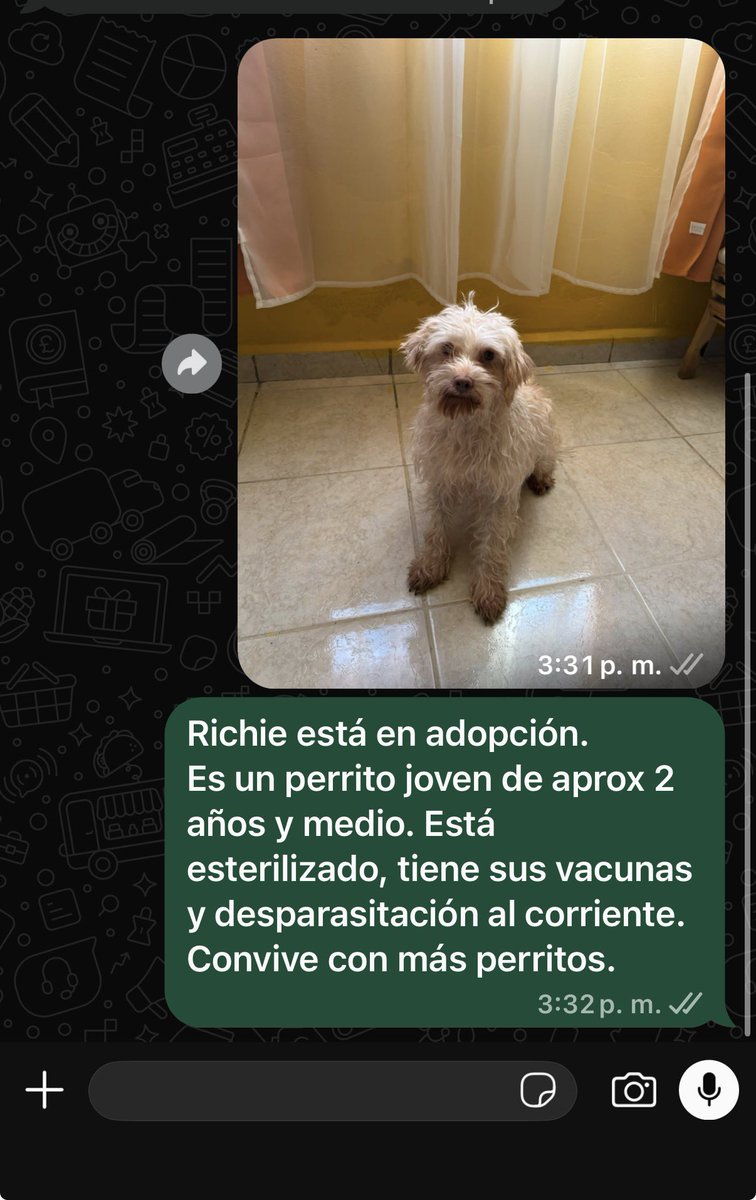 EscuadronSalchi's tweet photo. -¿Tienes perros salchicha en adopción?
-No.
-¿Tienes otros perritos en adopción? Nos interesa adoptar uno.

Entonces envío la fotito de Richie🤍 el jovencito de la tropa-manada y mágicamente dejan de responder.
Gente no sean así, mínimo reaccionen con un corazón. Se siente horrible que siempre lo desprecien por no ser de raza...