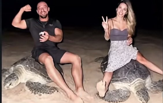 SgforgoodStella's tweet photo. His girlfriend was tormenting the turtle too. And listen to her vile laughter—how delighted she is. Sick couple. https://t.co/mFreHF6KFH