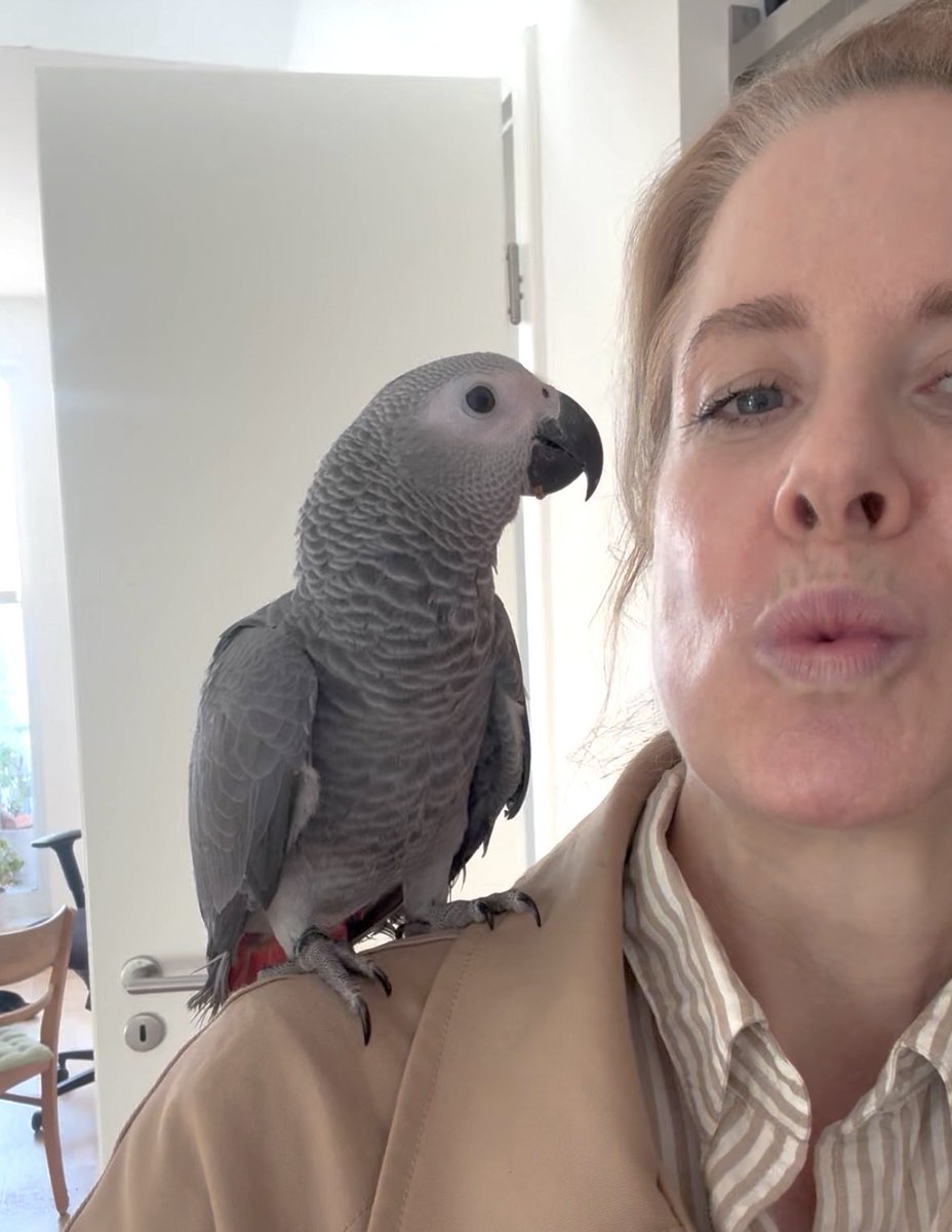 Herzspitze's tweet photo. Kommt plötzlich ein Flugsaurier durchs Fenster und sagt Hallo.
Habe ihn in der Überforderung erstmal Coco genannt.
Herrchen hat ihn inzwischen abgeholt.
Stellt sich heraus, dass er wirklich Coco heißt. 😂 https://t.co/DDwSWFA70z