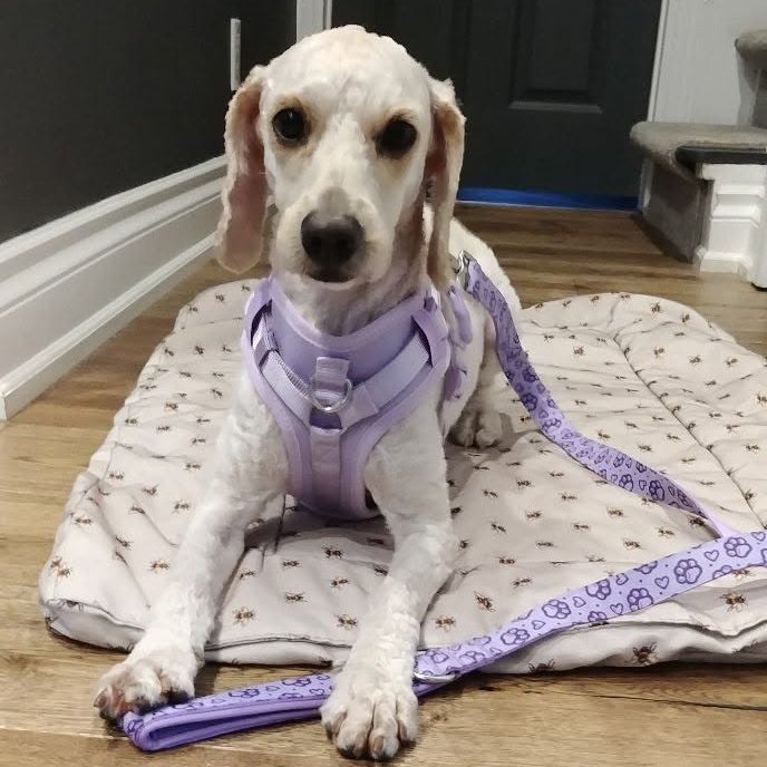 DoodleNessa's tweet photo. Do you like my new harness &amp; leash? 💜 
Day 1 of leash training: Nailed sit and stay. 😇
Day 2 of freedom: Launched myself over the half-assed deck barrier because why limit myself? The world is huge and I am an explorer. 🦖
My humans have already renamed me "Miss-stevie-ous." 💜 https://t.co/0Fmj4V9io6