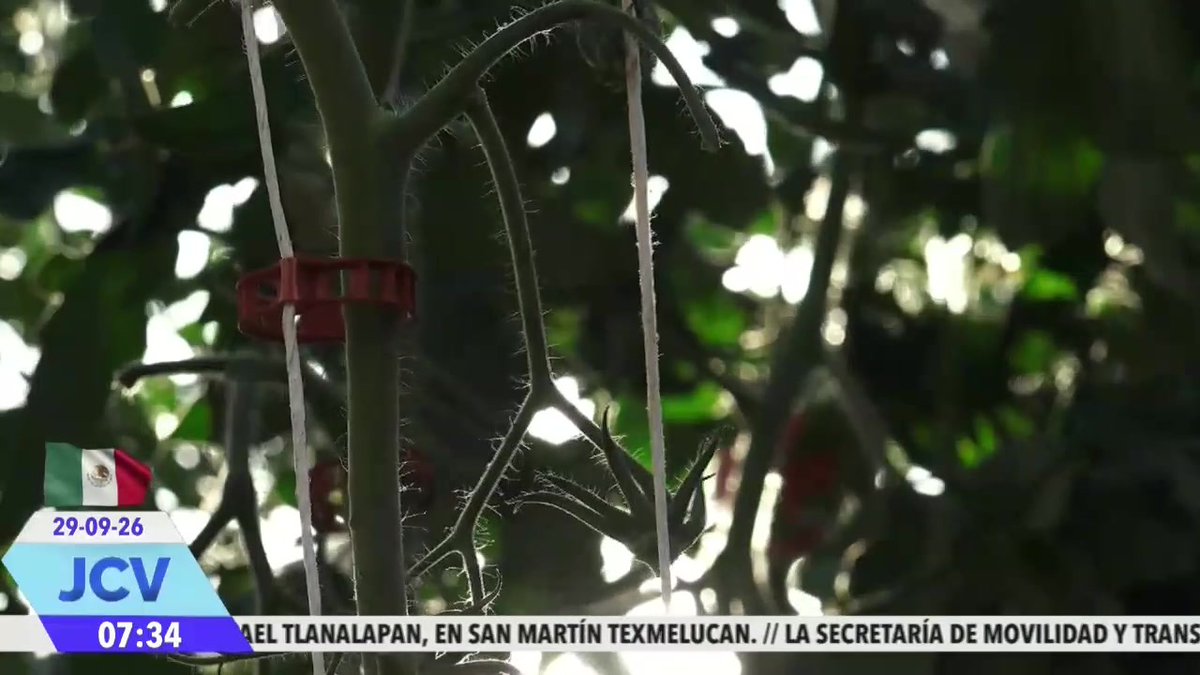 A close-up view shows tomato plants supported by strings and red clips, with a JCV news ticker at the bottom reading "29-09-26, 07:34" alongside text about Tlanalapan in San Martín Texmelucan and the Secretaría de Movilidad y Transporte, illustrating the tomato cultivation that supports the jitomate agroindustrial chain highlighted in the post.