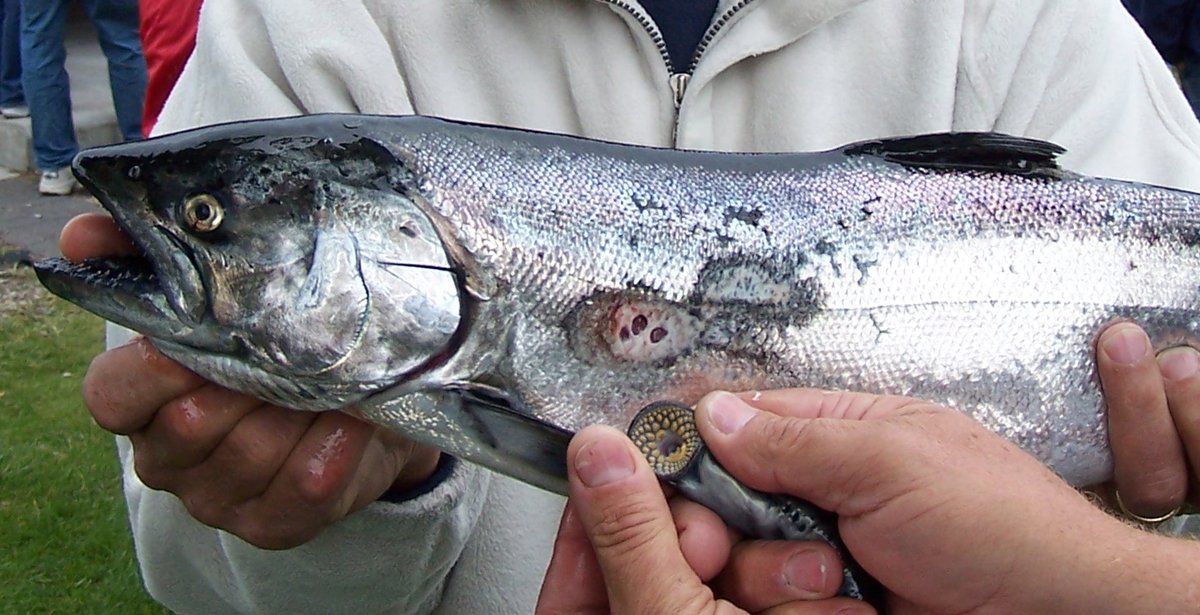 LampreyControl's tweet photo. #DidYouKnow parasitic sea lampreys can consume up to 2.4 pounds (1.1 kg) of #GreatLakes fish blood over 12–18 months? That’s roughly the blood volume of three 15-pound lake trout! Learn more: https://t.co/ao4WRIrZJK.

#InvasiveSpecies #SciComm #DYK https://t.co/md6l2EHbUq