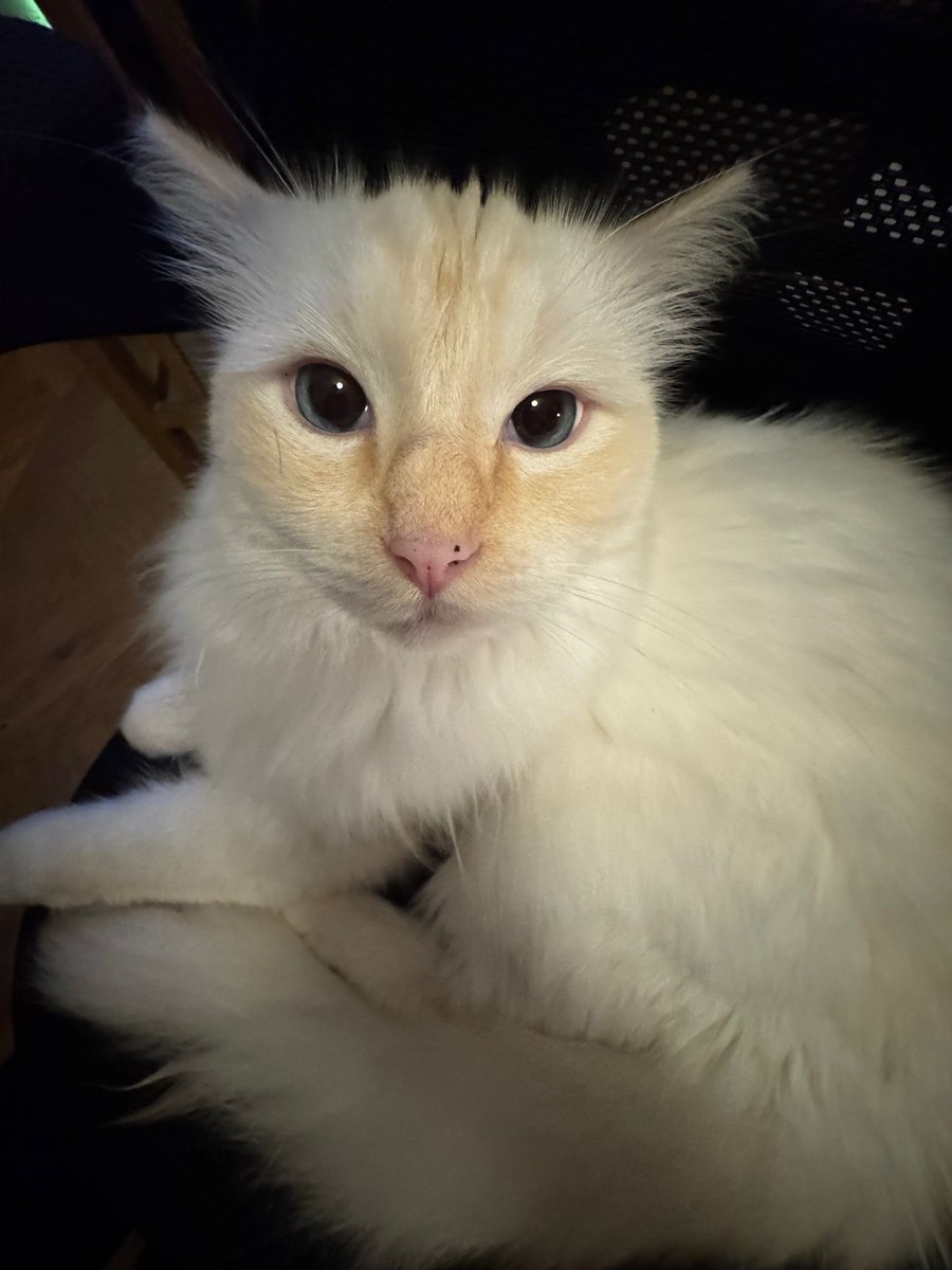 bunnpyunk's tweet photo. mon chat https://t.co/yQU1kpiKwX