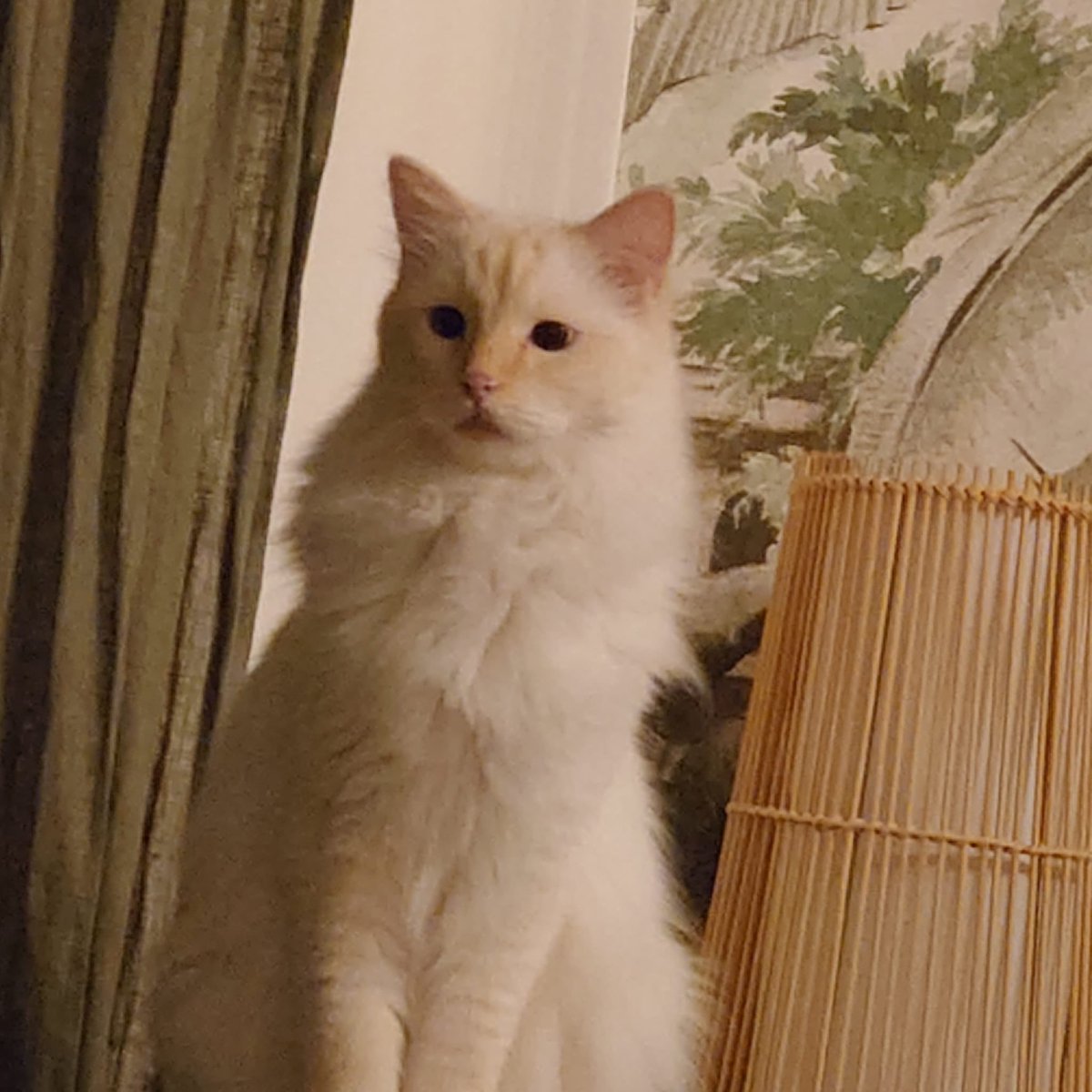 bunnpyunk's tweet photo. mon chat https://t.co/yQU1kpiKwX