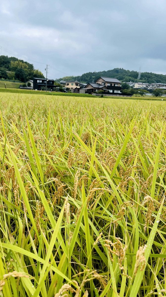 xumasan's tweet photo. 負けケット、片っ端から「自分が読みたい作りたい本」を出してて、なんかこう、浮かれる。 https://t.co/GmqUd3Jk34