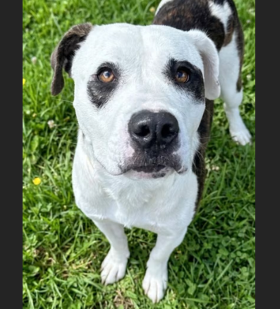 A white and brown pit bull-type dog with distinctive black markings around its eyes looks up at the camera while sitting on grass.