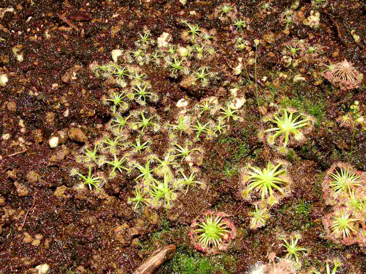 ChristelCleb's tweet photo. Hoy hice un adorno de hoja seca con fieltro, ideal para decorar mi habitación! （今日我用毛毡做了一个干树叶装饰，太适合布置我的房间啦！） https://t.co/Desi7VFx4K