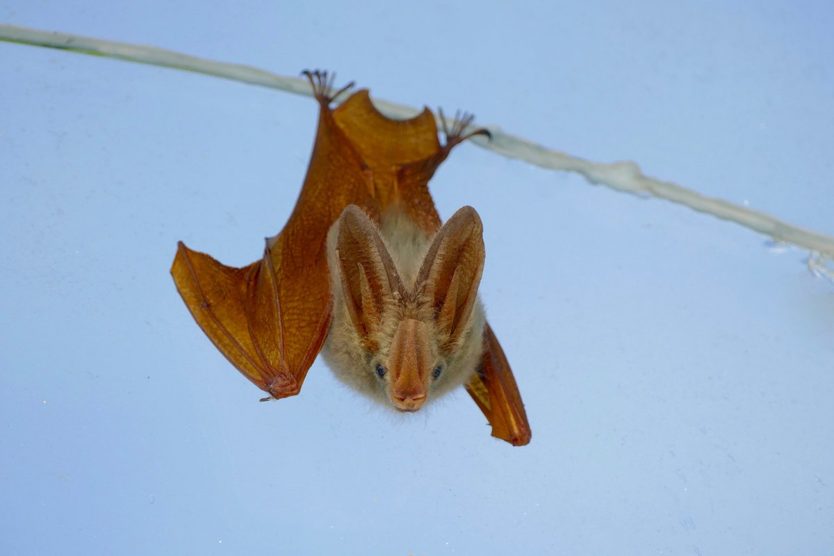 remmstonne's tweet photo. Yellow winged bat https://t.co/7LGlGBjuU8