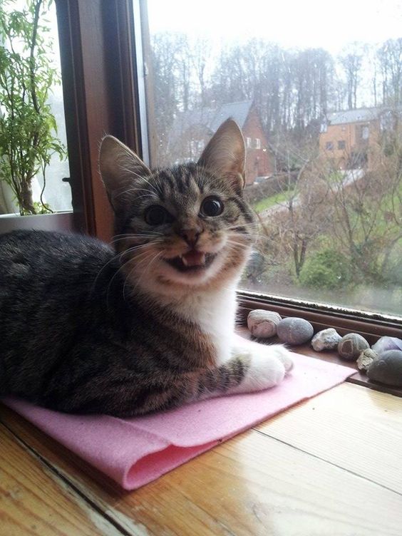 purrtacular's tweet photo. stone collector
#adorablecats #catpics #kittens #kittenlove #kitty #cats #catlife #meow #catlove #catloversclub #cutecats #gatos #animals #CatsofTwitter #Caturday #Purrtacular https://t.co/ulLWu5k2X4