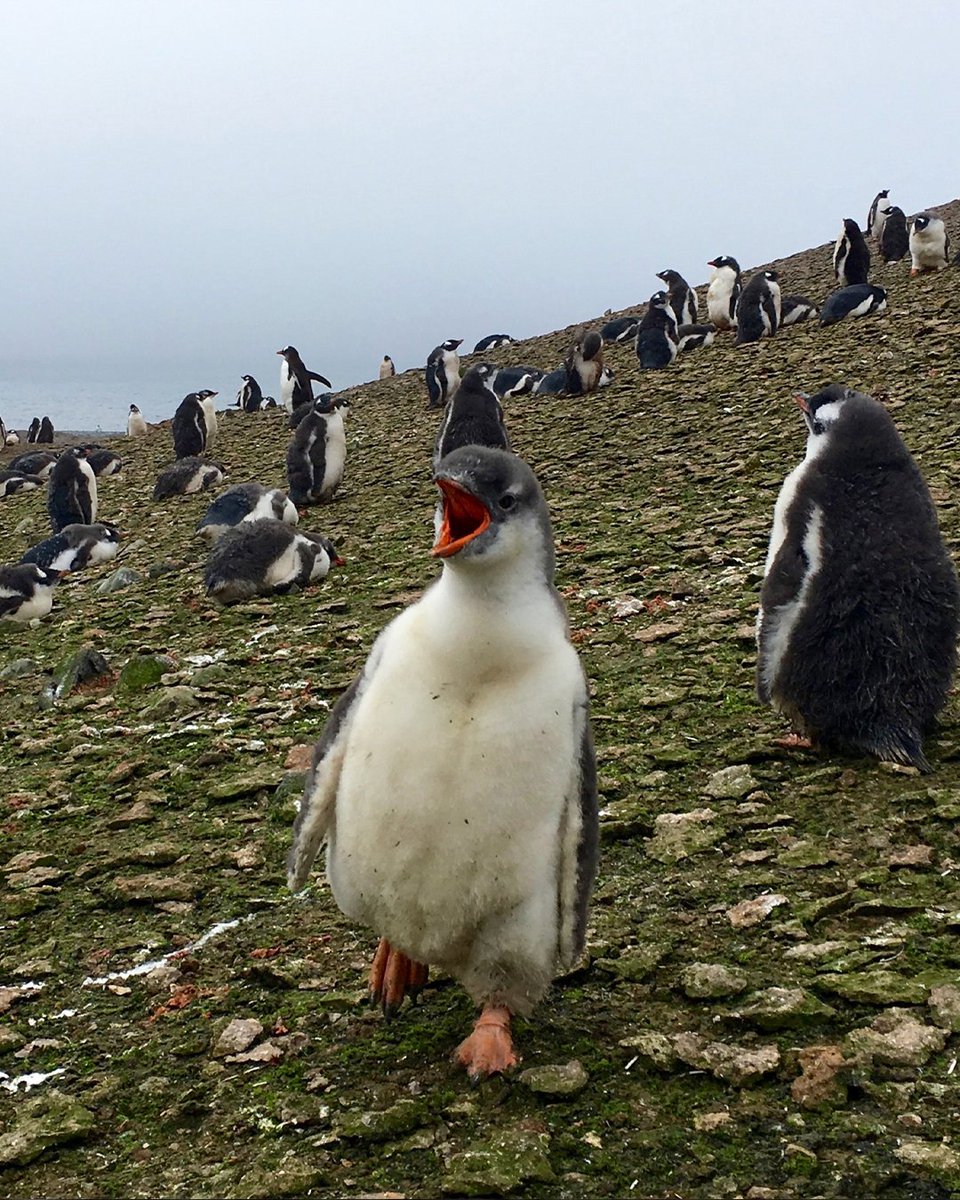 Complex's tweet photo. A new penguin species has been identified for the first time in more than 100 years.

Scientists identified Pygoscelis kerguelensis, a previously unknown gentoo penguin species living on the remote Kerguelen Islands in the Indian Ocean, about 1,200 miles north of Antarctica. https://t.co/ywNGy2VWG5