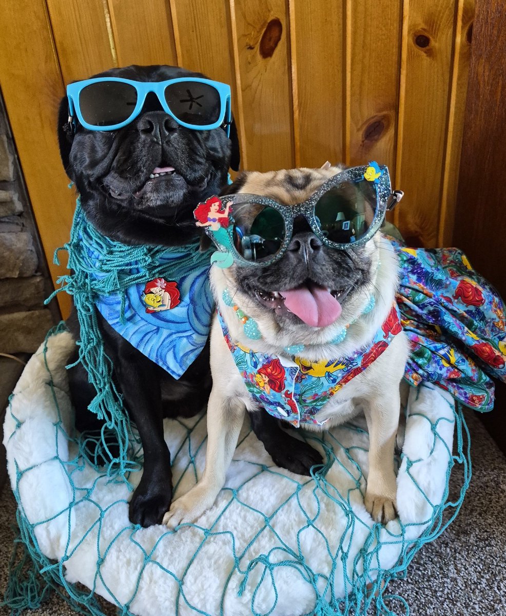 mommasboymushu's tweet photo. Happy #TongueOutTuesday pals😛. We have a beautiful day to enjoy outside but sometimes we have to take pictures inside cuz we get EASILY DISTRACTED by 🐿,🐕,🦌,🌬,🐦🤣. #SunsOutTonguesOut #shades #PicturePerfectPugs #Zinny #Winny #TOT #puglife #dogsoftwitter #dogsofx @Disney dogs https://t.co/4eV4BT5a4S