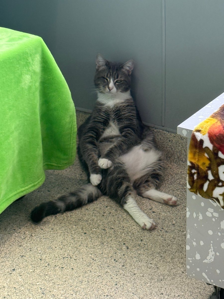 jaxhumane's tweet photo. The staff asked them to sit for a photo. Technically, they followed directions. 10/10 form from both cats. 😂

Come meet our seated professionals at JHS today, located at 8464 Beach Blvd. 🧡💚 https://t.co/U6CF4zJkTS
