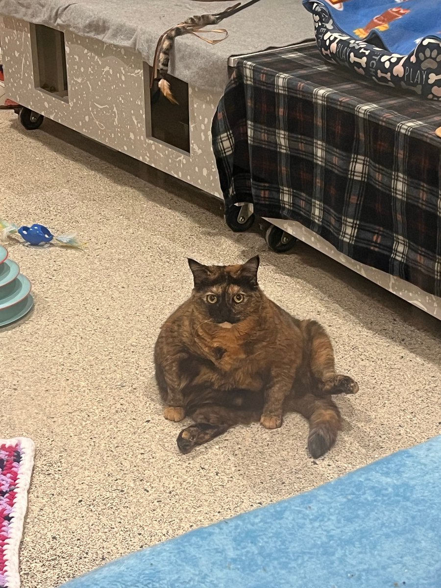 jaxhumane's tweet photo. The staff asked them to sit for a photo. Technically, they followed directions. 10/10 form from both cats. 😂

Come meet our seated professionals at JHS today, located at 8464 Beach Blvd. 🧡💚 https://t.co/U6CF4zJkTS