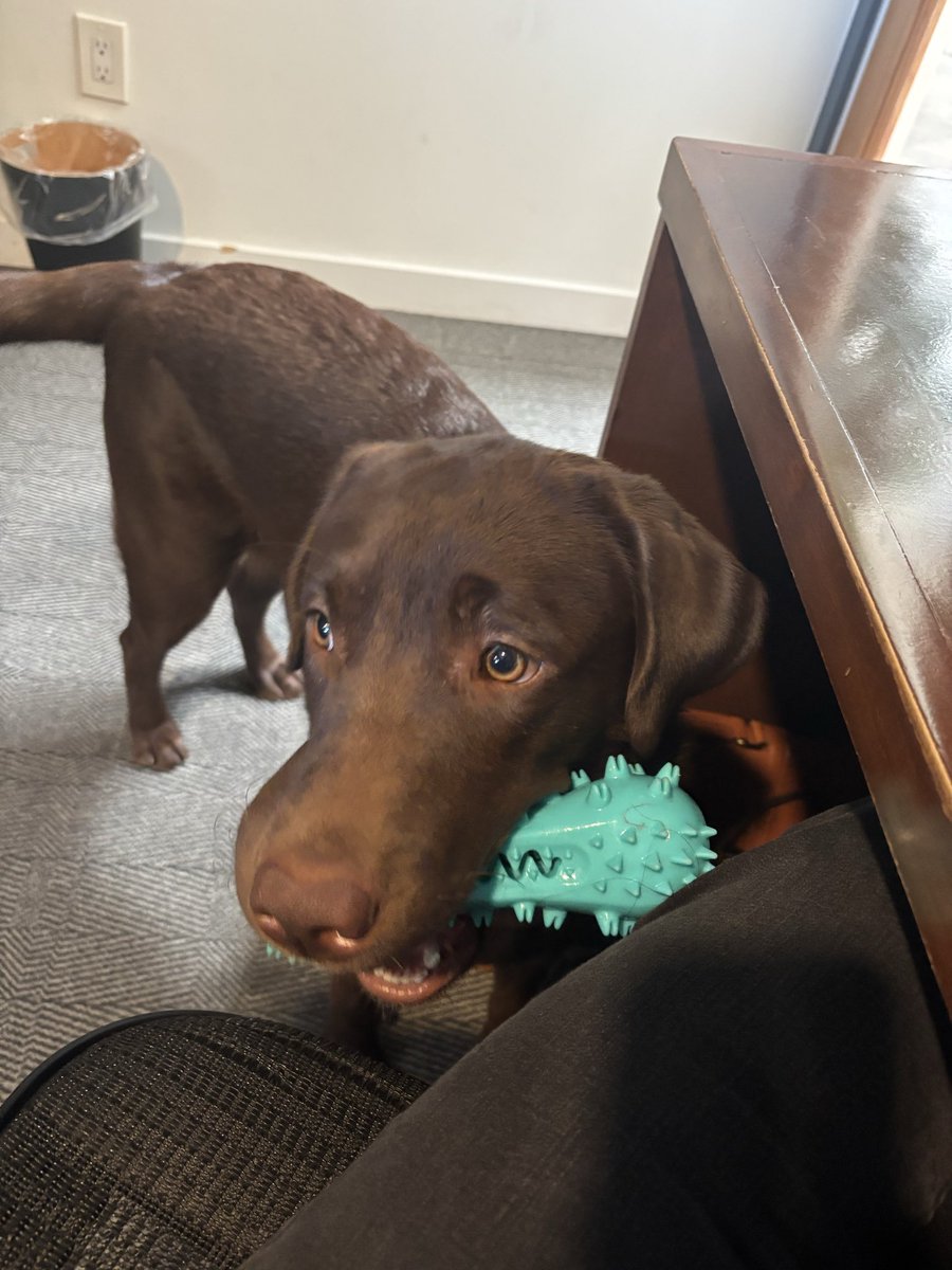 elliewhowhatnow's tweet photo. Pero miha jaja como se puede trabajar con estos ojitos lindos pidiéndome a jugar. Y ni es mía 😭🥰 https://t.co/8eEzRUBQhg