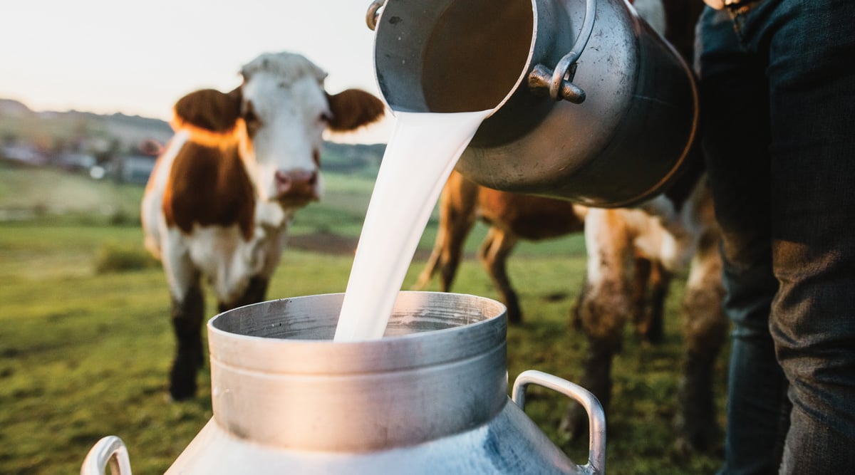 SamaHoole's tweet photo. Whole milk is not whole.

It comes off the cow at whatever she made that morning, 4%, 5%, more in the Jersey.

At the plant the cream is stripped off the lot of it.

Then a measured amount is put back, to exactly 3.5%, because that is the legal number for the word whole, and the rest of the cream is sold separately at a better margin.

Then it is forced through a nozzle at pressure so the fat can never rise again, because a cream line makes customers ask questions.

Then it is heated to 72 degrees so it keeps for a fortnight in a lorry.

Then a vitamin is sprayed back in, because the heat took the one that was there.

Then the word whole is printed on the front, in a green field, with a cow.

The whole milk on the shelf has been taken apart, sold in pieces, reassembled to a minimum and labelled with the name of the thing it was before.

The milk at the farm gate is whole because nobody has been near it.

That is the one with the warning on it.