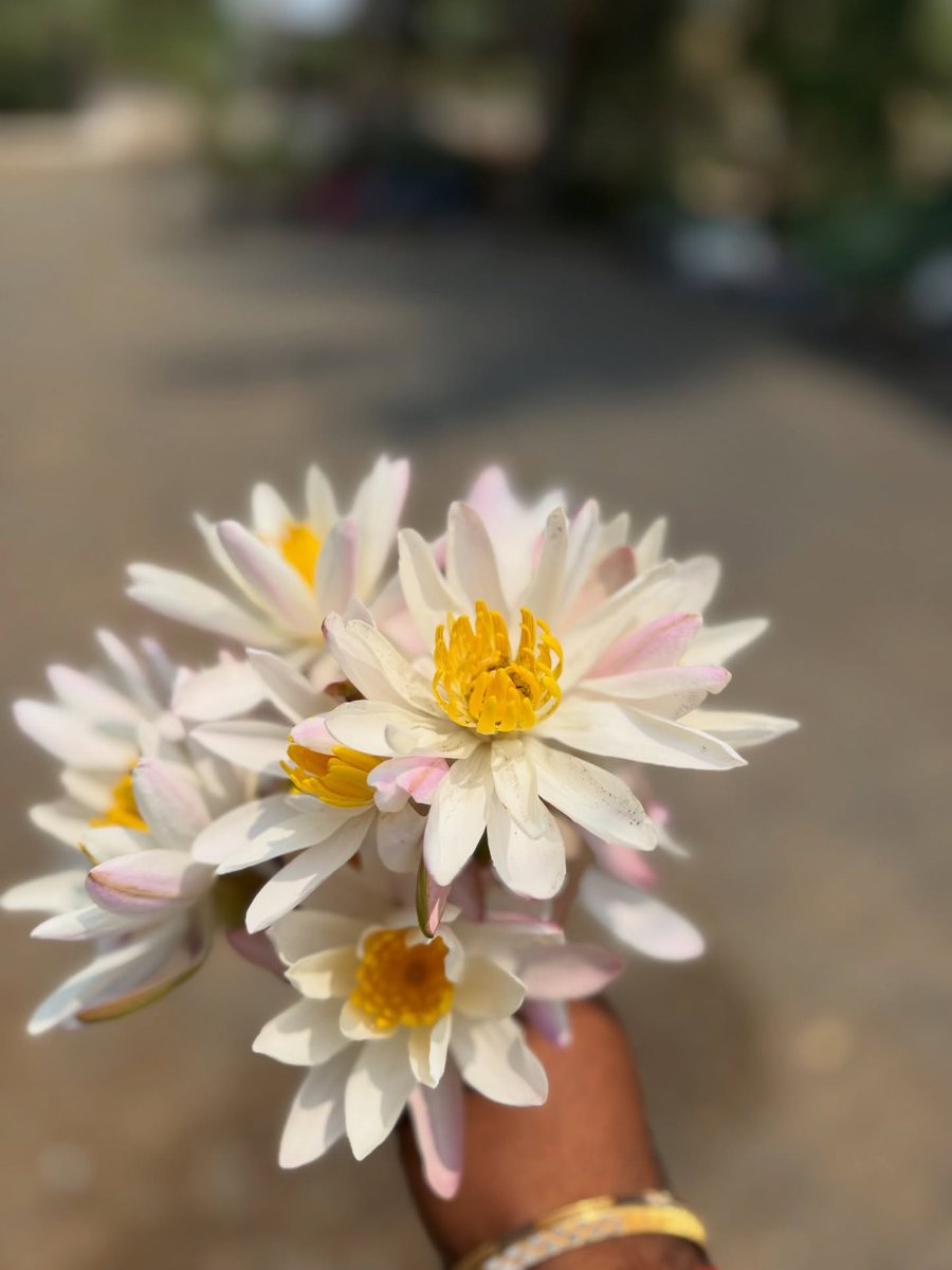 WalterHosick's tweet photo. Like a lotus, I grow through every challenge I face. https://t.co/DAH6H3I7ro