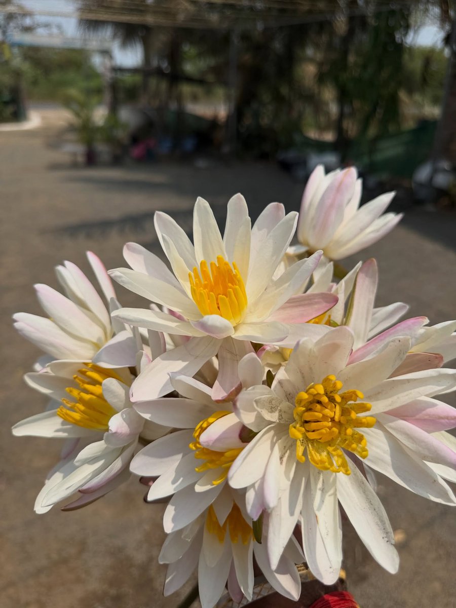 WalterHosick's tweet photo. Like a lotus, I grow through every challenge I face. https://t.co/DAH6H3I7ro