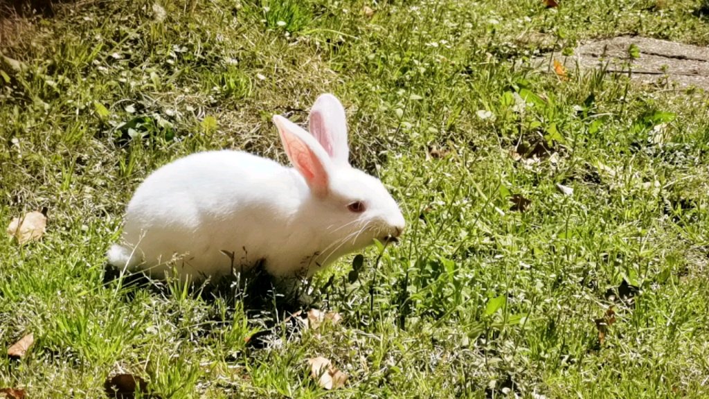 jen_bec2142's tweet photo. [The group of hunting rabbits on the fragrant grass are super cute ]， https://t.co/KGaLPIG0S9