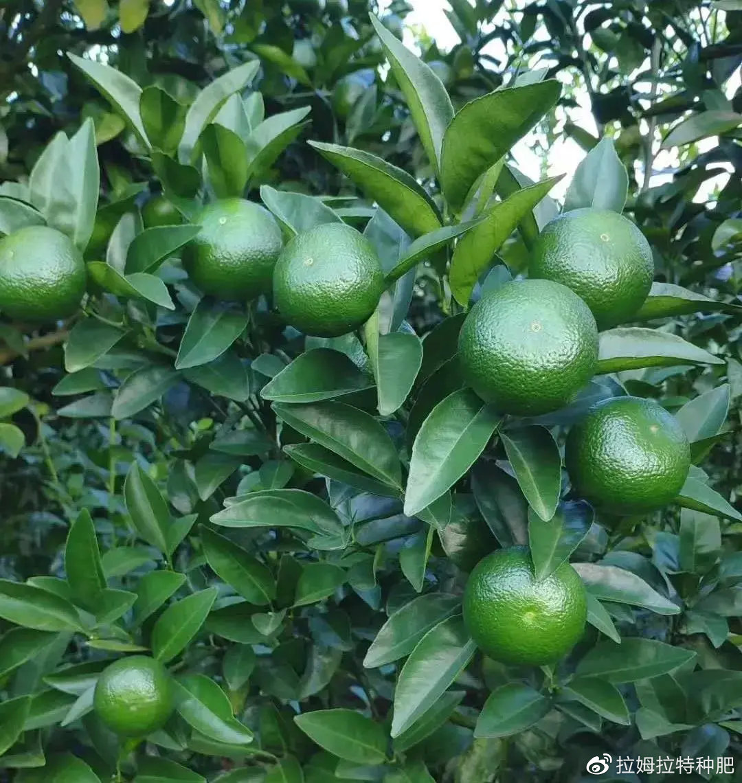 qux76486's tweet photo. [This tangerine pairs with pickled salt, ready to fuel our morning workout!] https://t.co/KfzGtJOWIh