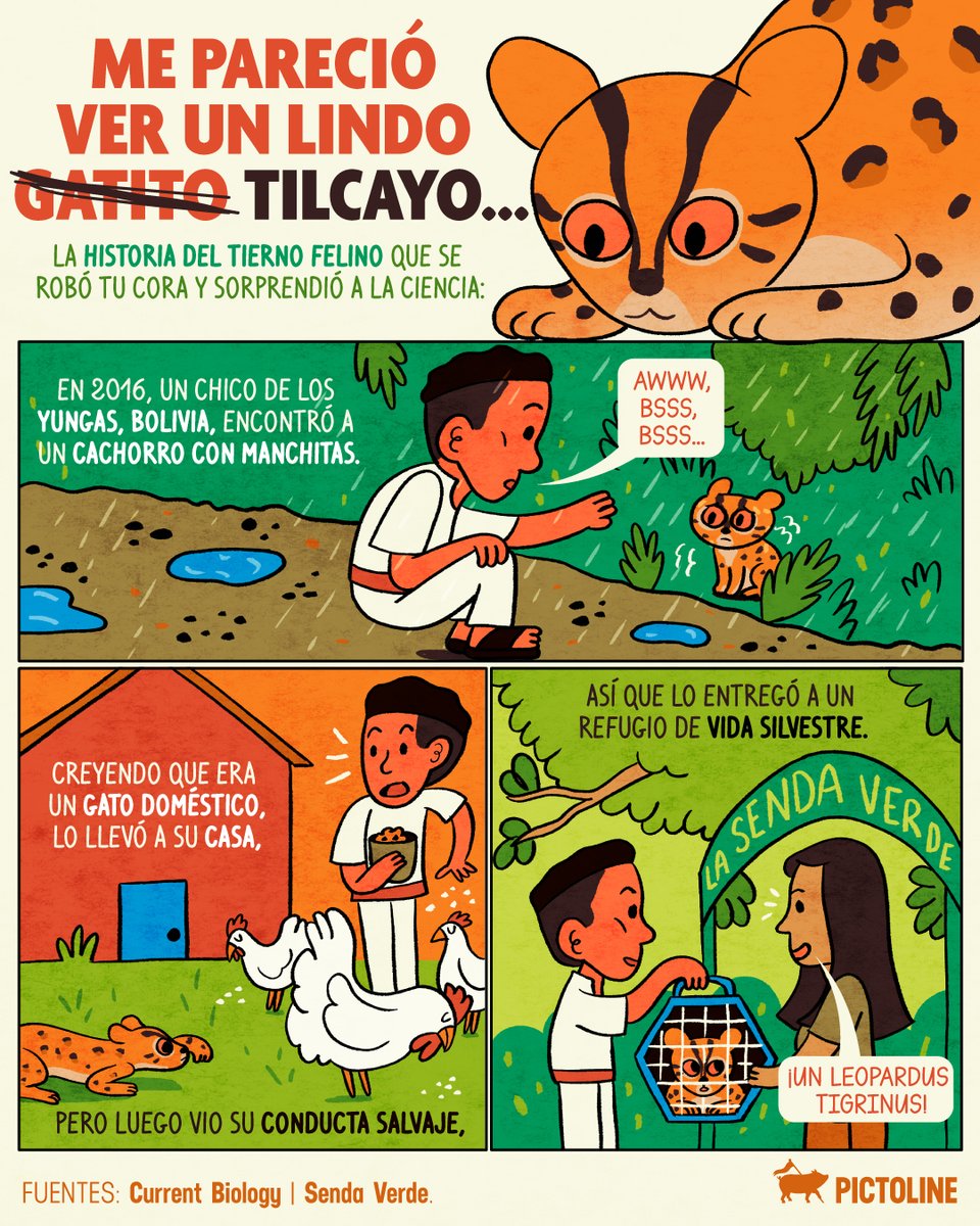 pictoline tweet picture