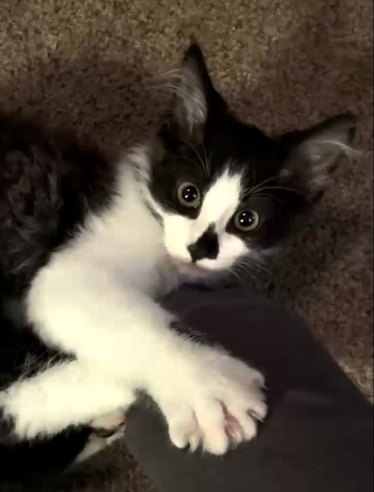 MinnowPuyo's tweet photo. roommates brother found a kitten in the garbage and suddenly i am adopting a cat 
i drew him https://t.co/ET9v1MC9ki