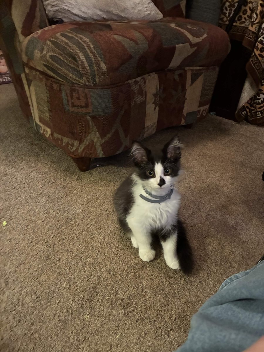 MinnowPuyo's tweet photo. roommates brother found a kitten in the garbage and suddenly i am adopting a cat 
i drew him https://t.co/ET9v1MC9ki