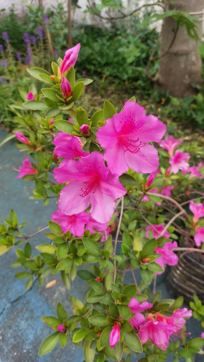 karin_uy's tweet photo. @Rinaldo_SL Es la azalea (género Rhododendron). Esta variedad florece en primavera solamente. Hay otras variedades que florecen más veces en el año. Esta es la mía, ahora toda en flor 😊😊
#MisFotos #MyPics #Azaleas #FloresDePrimavera #SpringFlowers https://t.co/KZ99k41utu