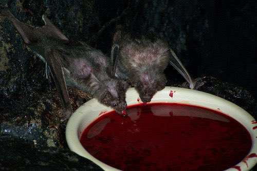 urgoregff's tweet photo. i love vampire bats i wish i was a vampire bat https://t.co/tvyOpYofpo