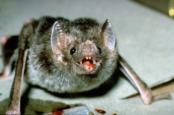urgoregff's tweet photo. i love vampire bats i wish i was a vampire bat https://t.co/tvyOpYofpo