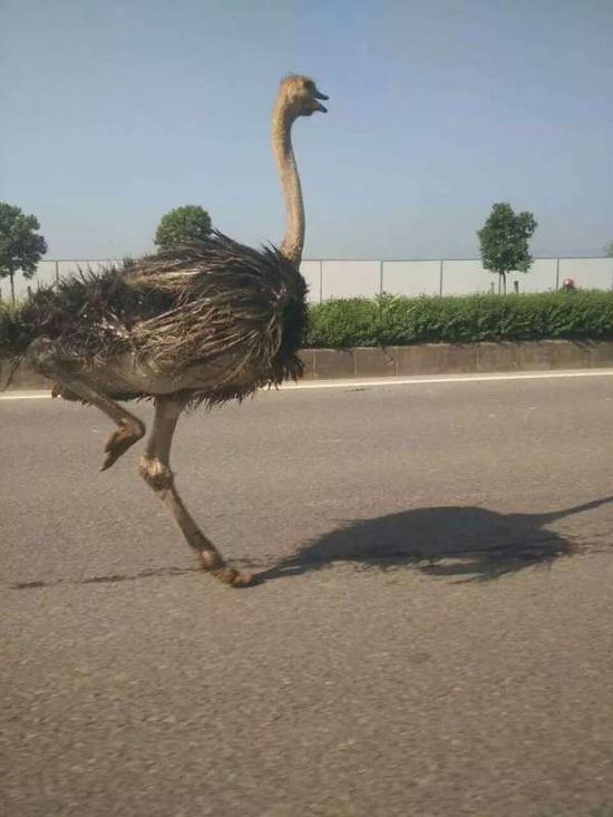 arippurnomo11's tweet photo. [Beautiful gifts at the market, a big ostrich struts by, I suddenly regret missing the fun!] https://t.co/DQ4gQJNTMw