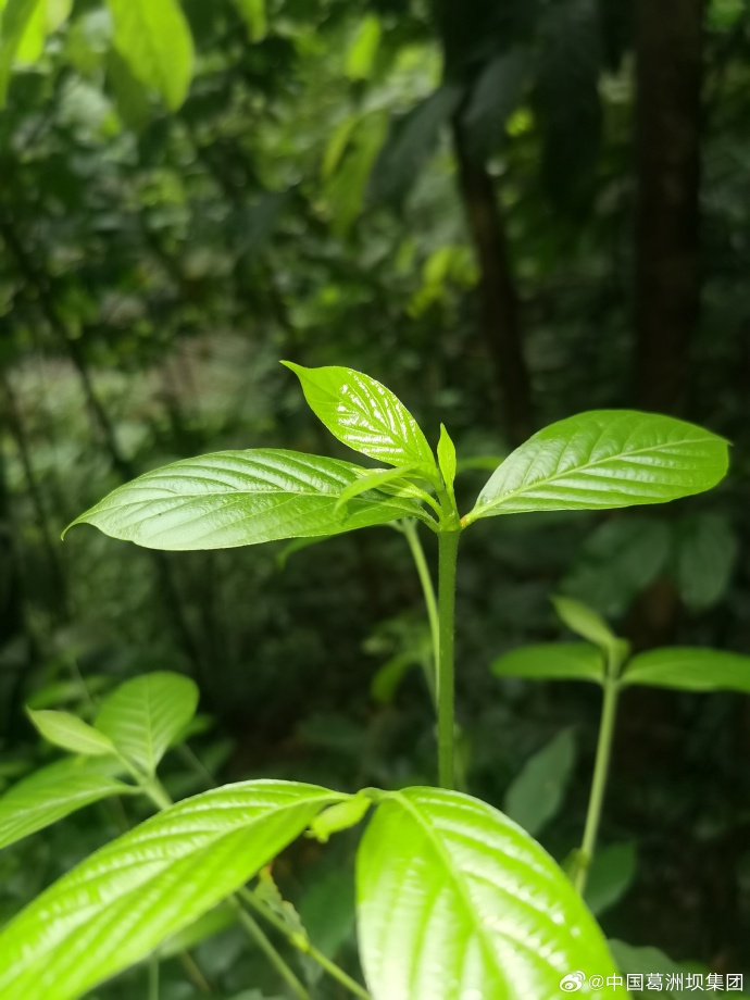frdrk5683's tweet photo. [At the pepper's first sprouting, this tiny bud brings fresh hope for vibrant flavors ahead! ]， https://t.co/8w8p9VSL2N