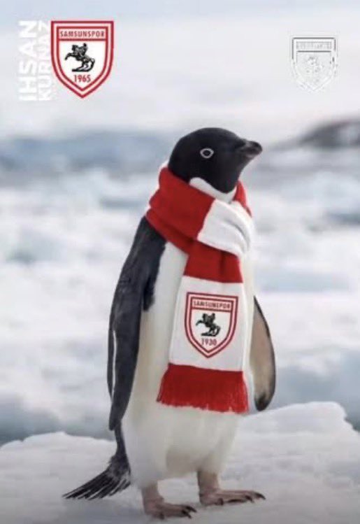 yigitbugraozkan's tweet photo. KUZEYDE 2 HAFTADIR 0 ÇEKEN BİR PENGUEN VAR🫢 https://t.co/vY1RxFOS59