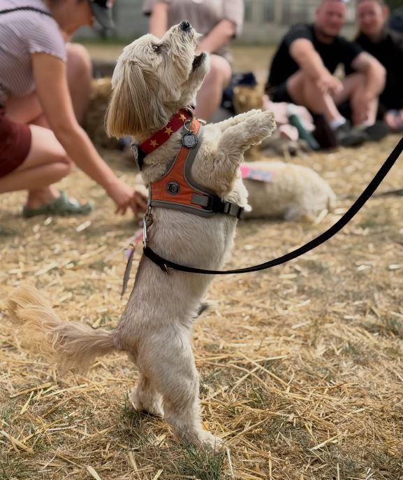 WeAcceptPets's tweet photo. πΏ Surrounded by beautiful countryside & overlooking a tranquil lake, Brook Meadow offers spacious grounds & a wonderfully peaceful setting for guests looking to escape everyday life & reconnect with nature.
Accepts πΆ π
https://t.co/bcN4CDZaVs
#BrookMeadow #CountrysideEscape https://t.co/0C0UJYuoSQ