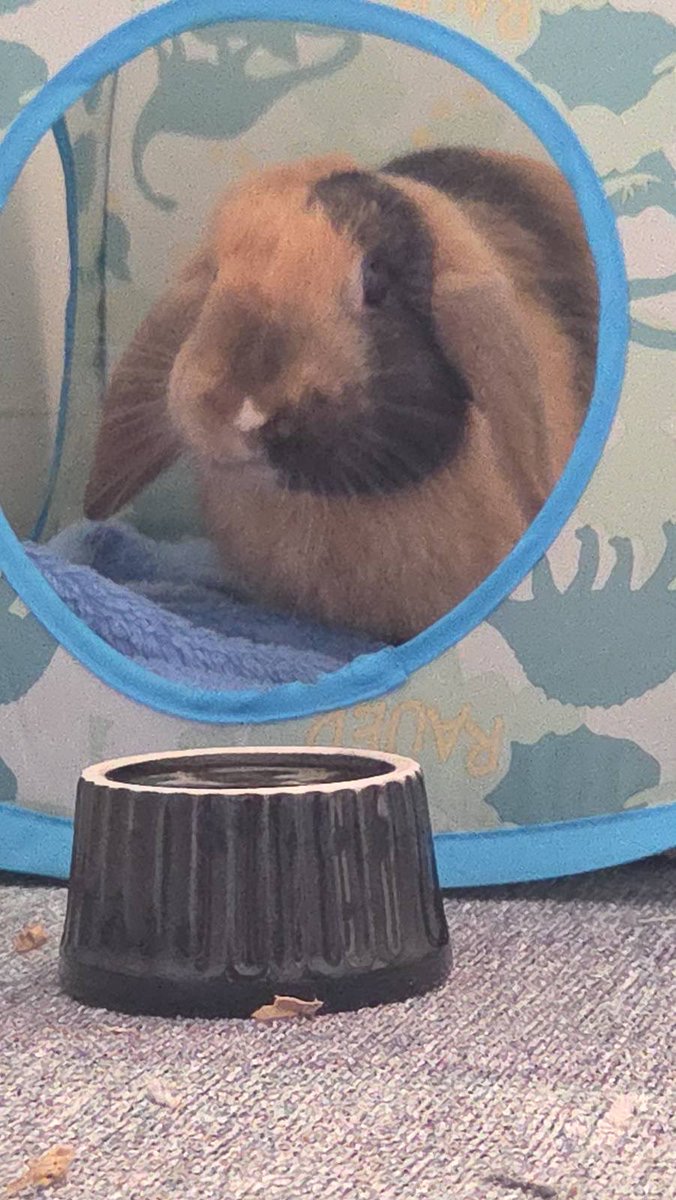 bloodlustvoid's tweet photo. baby miffy is such a pretty bunny 🥰 https://t.co/iElCXAXP8X