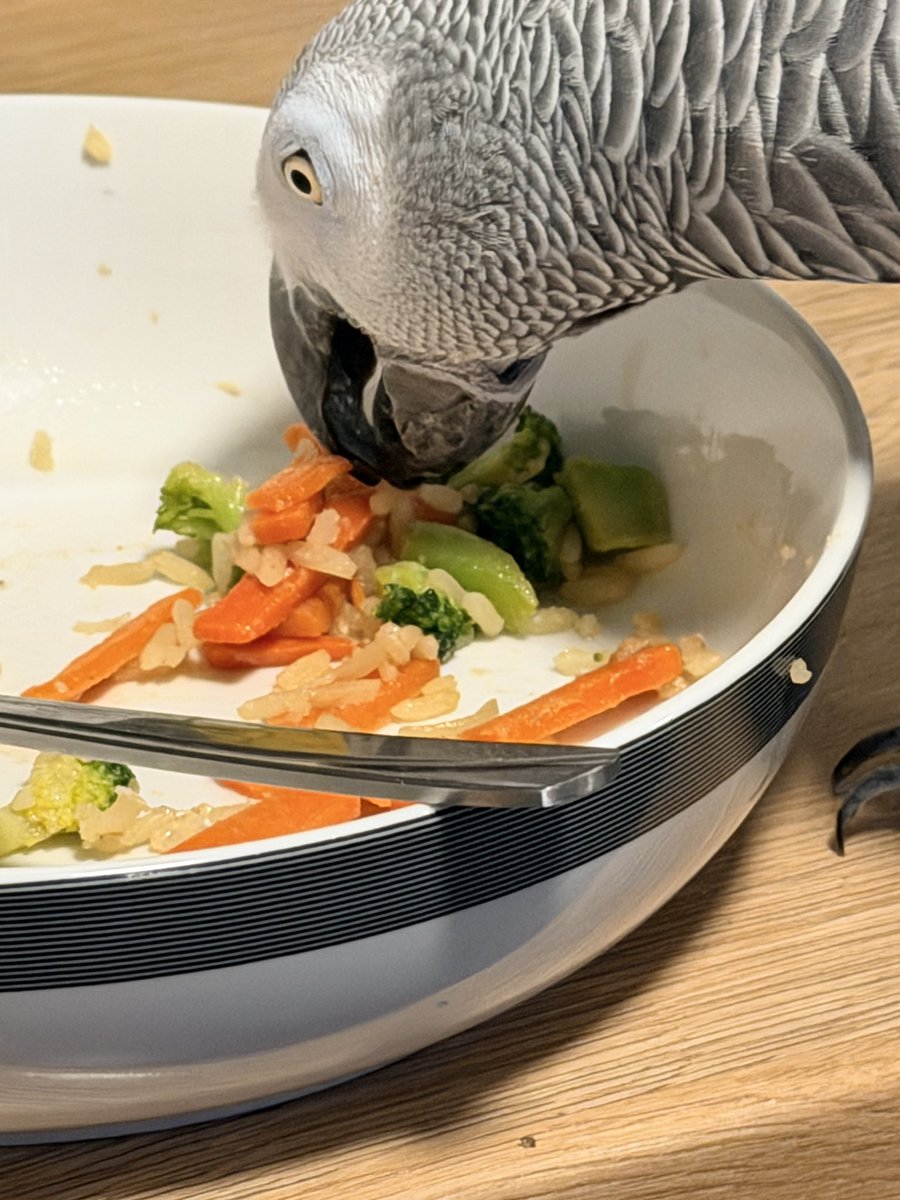 sidTHEparrot tweet picture