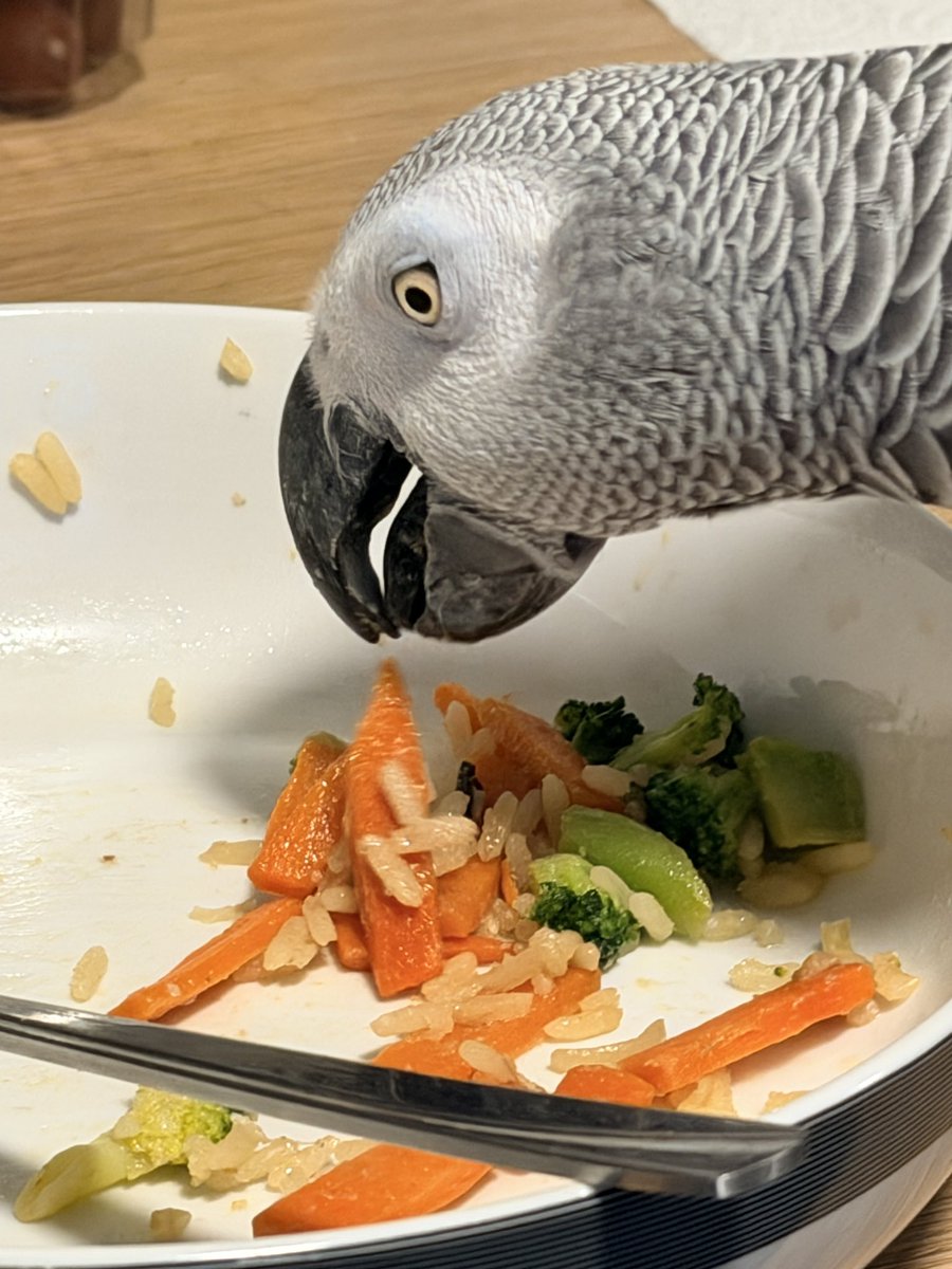 sidTHEparrot tweet picture