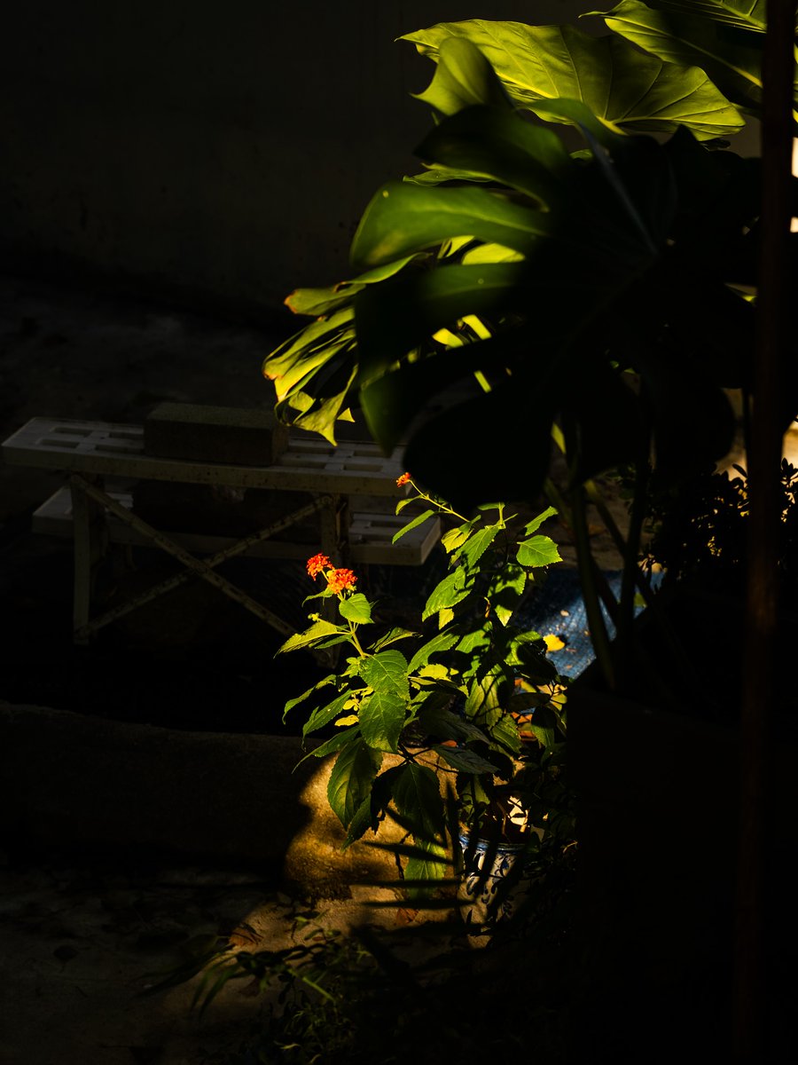 KarolLeemafa's tweet photo. Always thinking about the future and focusing only on moving forward, I regretted how fleeting beauty vanished. I wanted to capture those moments, even in a small frame. Beauty is often recognized only after it passes. Now, radiant light shines https://t.co/dnQvOneVg5