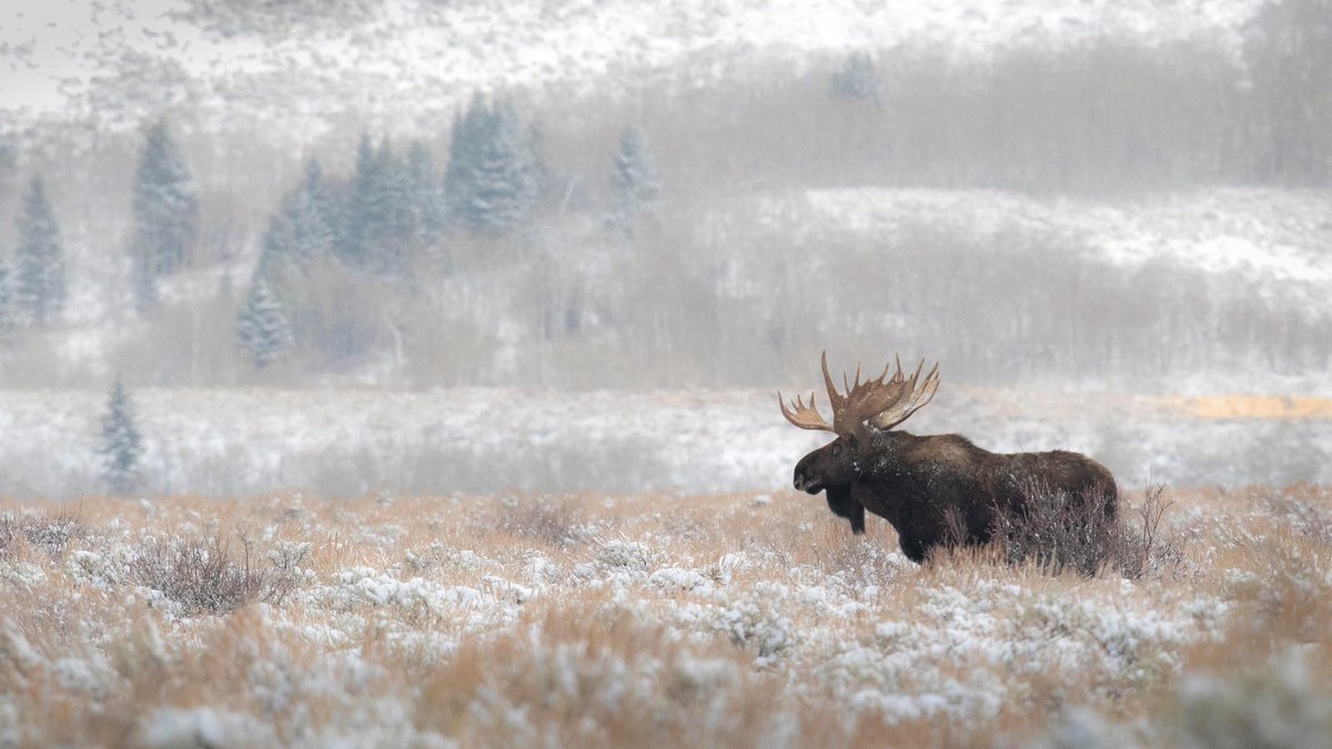 brynnalise_sc's tweet photo. GMoose
collected by @MadaCollects https://t.co/GeCBXqFgKs