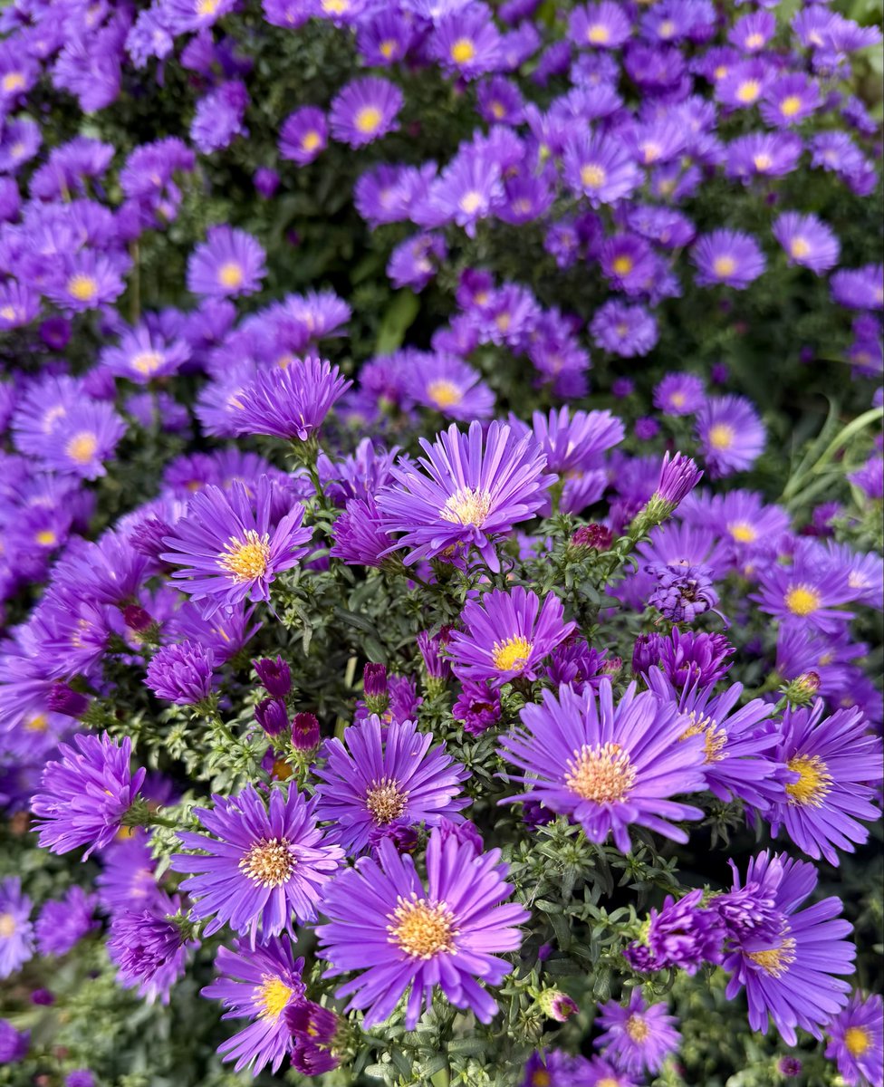 RushforthMike's tweet photo. This year has been good for the Michaelmas daisies we have many more flowers than previous years. They have put on a good show today for #Michaelmas https://t.co/HXqMJu4odV