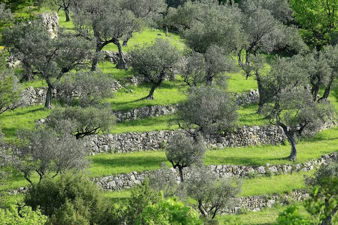 PACAInfos's tweet photo. L’Olivier : le passé retrouvé, l'exposition  ne pas manquer
#exposition #olivier #paca #provence
https://t.co/uWhfiZH6ZK https://t.co/bLQzissguI