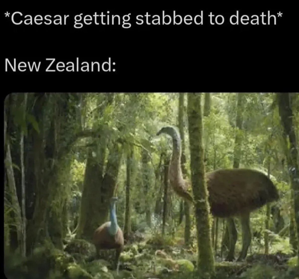 Danteunfiltered's tweet photo. Humans didn’t discover New Zealand until the 1200s. https://t.co/V39EijaZhC