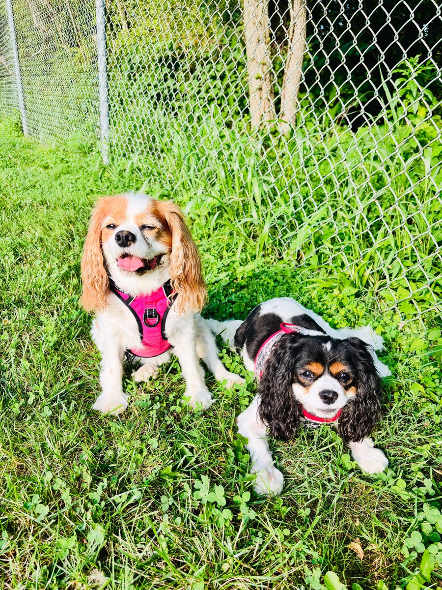 DannieSaltman's tweet photo. Sunday smiles from these lovely ladies. https://t.co/wca3ChlYa4