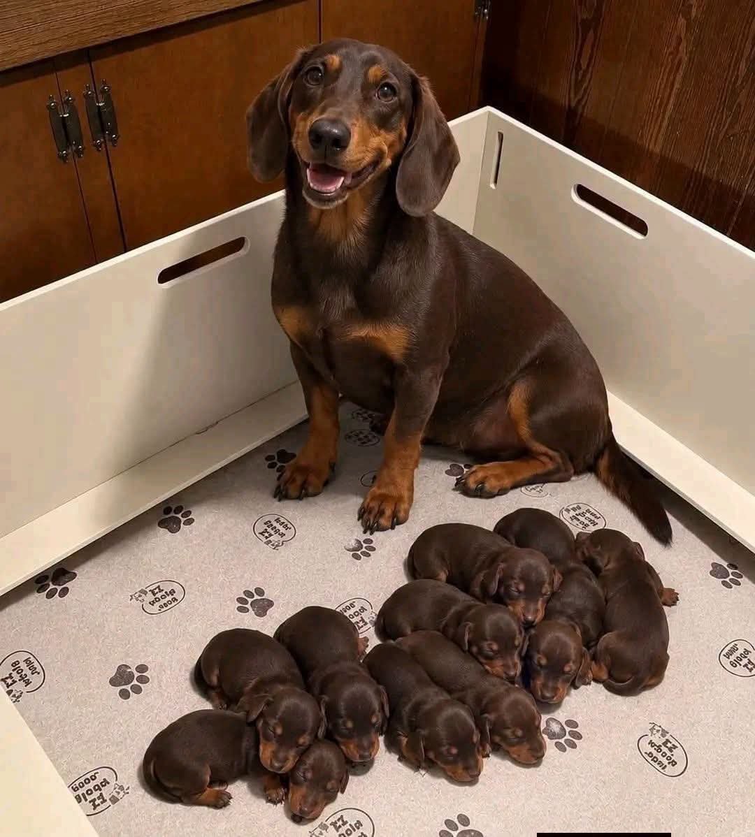 daschundlovers2's tweet photo. Proud mom 🥰 https://t.co/FVArMkkBQP