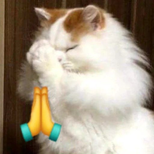 niighttrash's tweet photo. @1amfreestylejoj Espero que seja, e que dê tudo certo quando vc for comprar! https://t.co/1Qdd1rGGv9