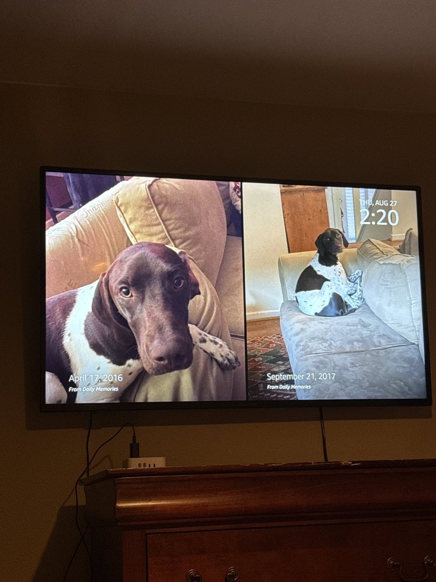 DogsRSuperior's tweet photo. @HazelLiaqa4848 Finnegan my German Shirt Haired Pointer https://t.co/gLK2Jeeq2U