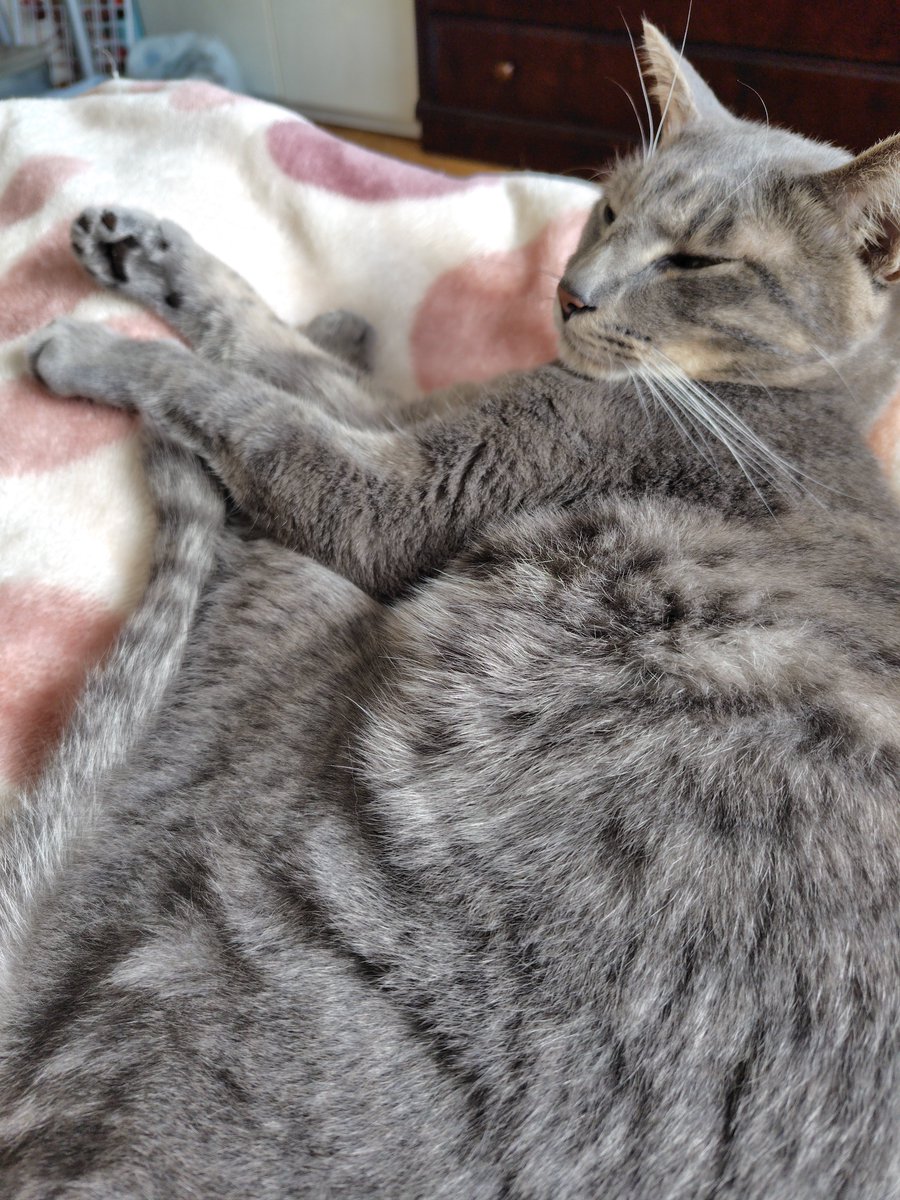 Iga_waRui's tweet photo. 兄猫2匹から毛繕いしてもらってるからツヤツヤキャット https://t.co/EAEt0eblX4